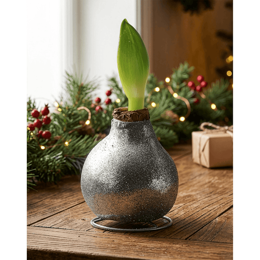 Silver Glitter Waxed Amaryllis with Pink Flower