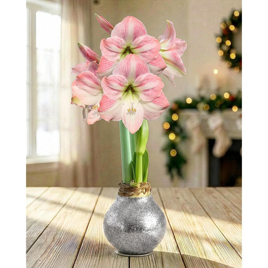 Silver Glitter Waxed Amaryllis with Pink Flower