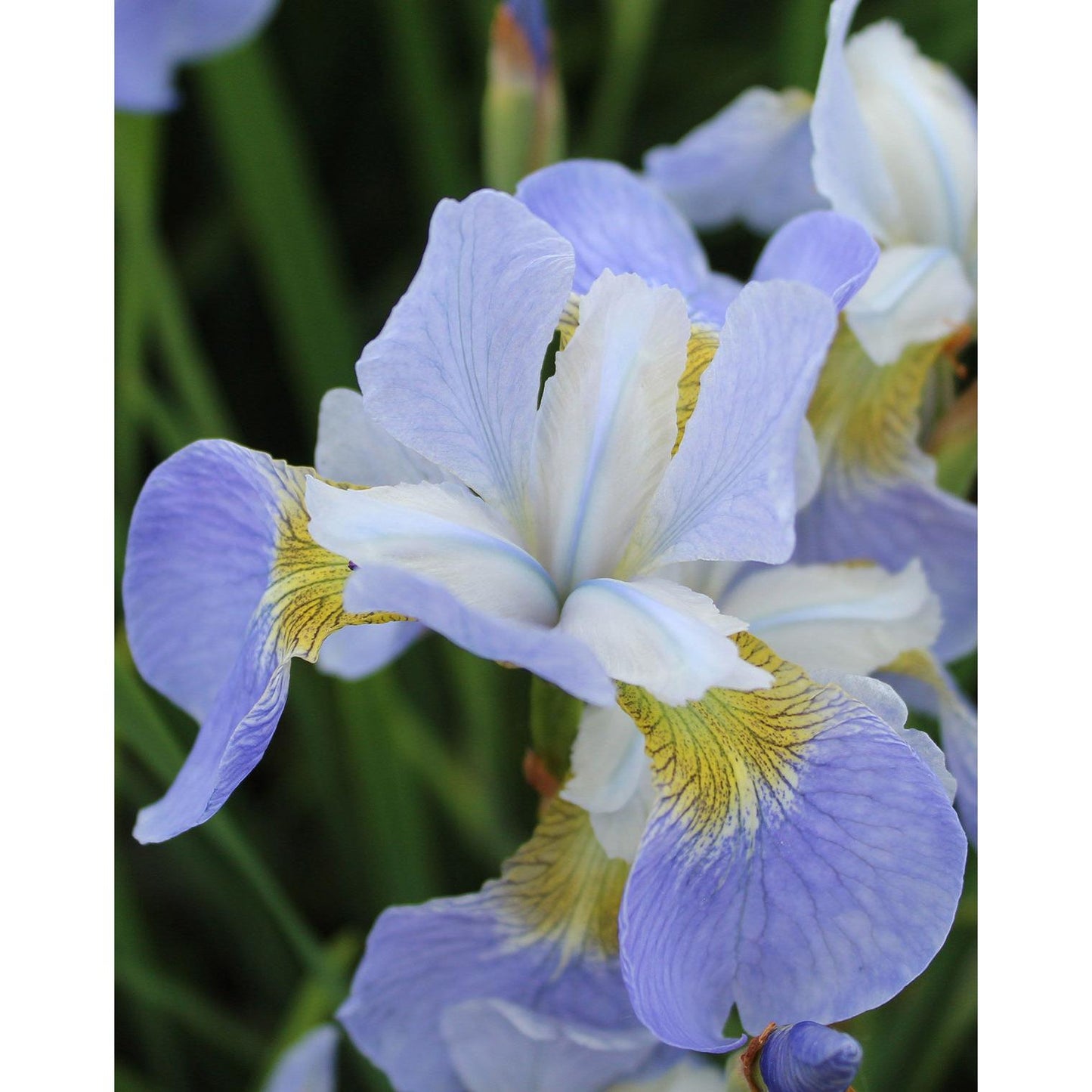 Sky Wings Siberian Iris - 3 root divisions