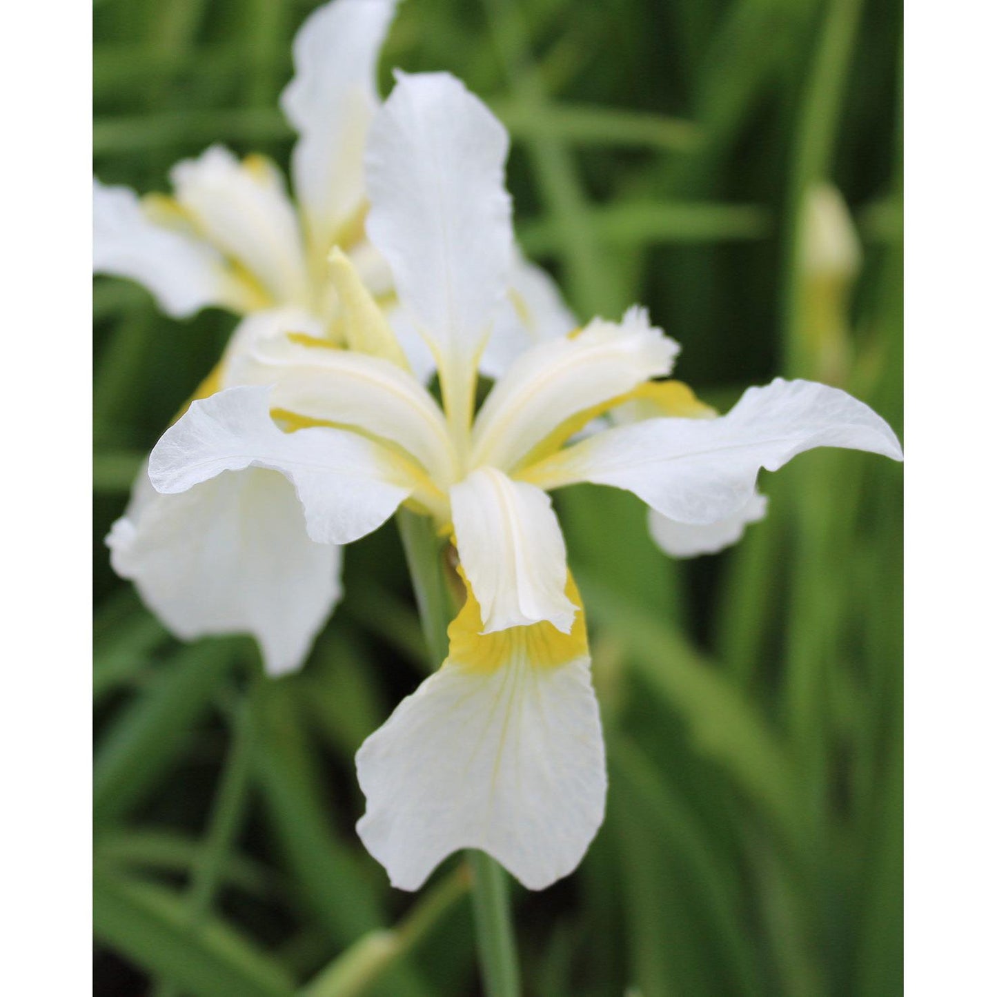 Snow Queen Siberian Iris - 3 root divisions