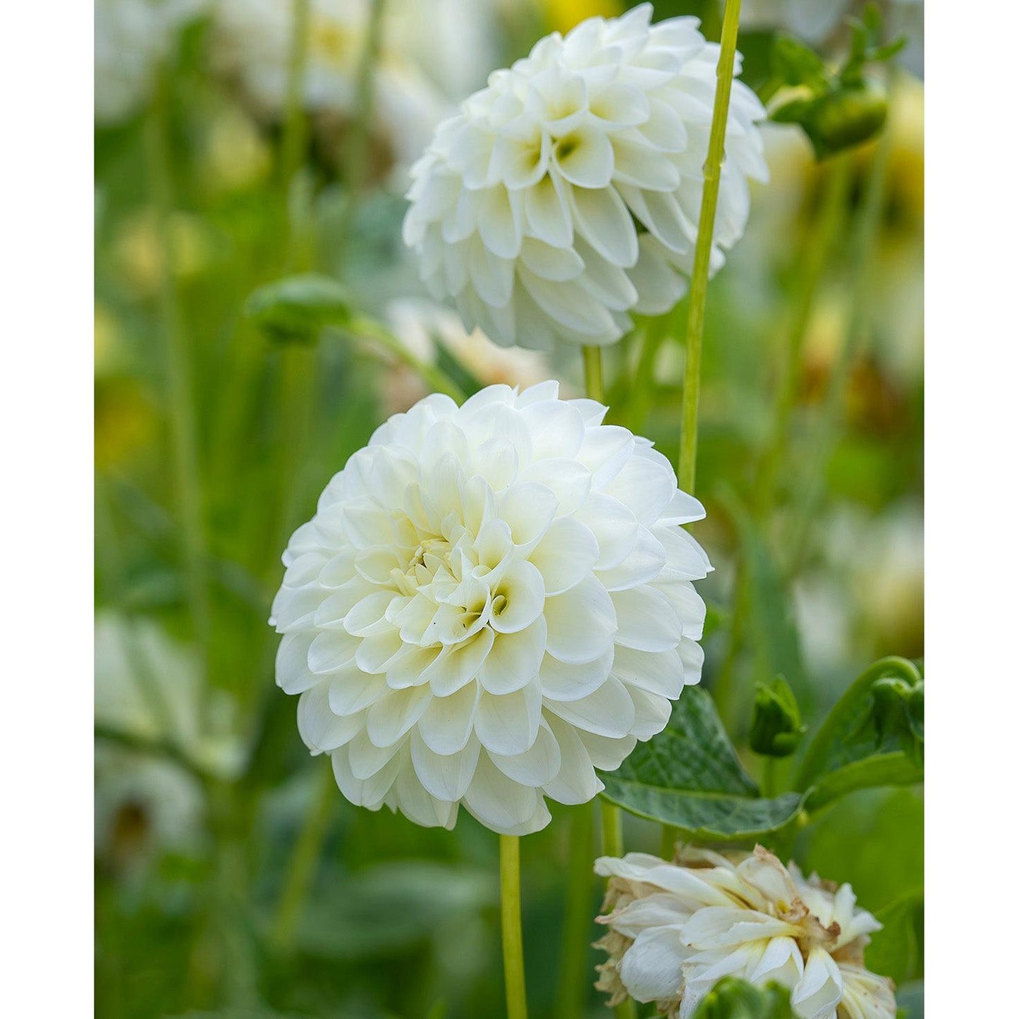 Snowflake Ball Dahlia - 3 root divisions