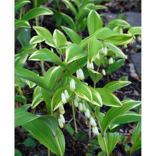 Solomon's Seal - 5 Root Divisions