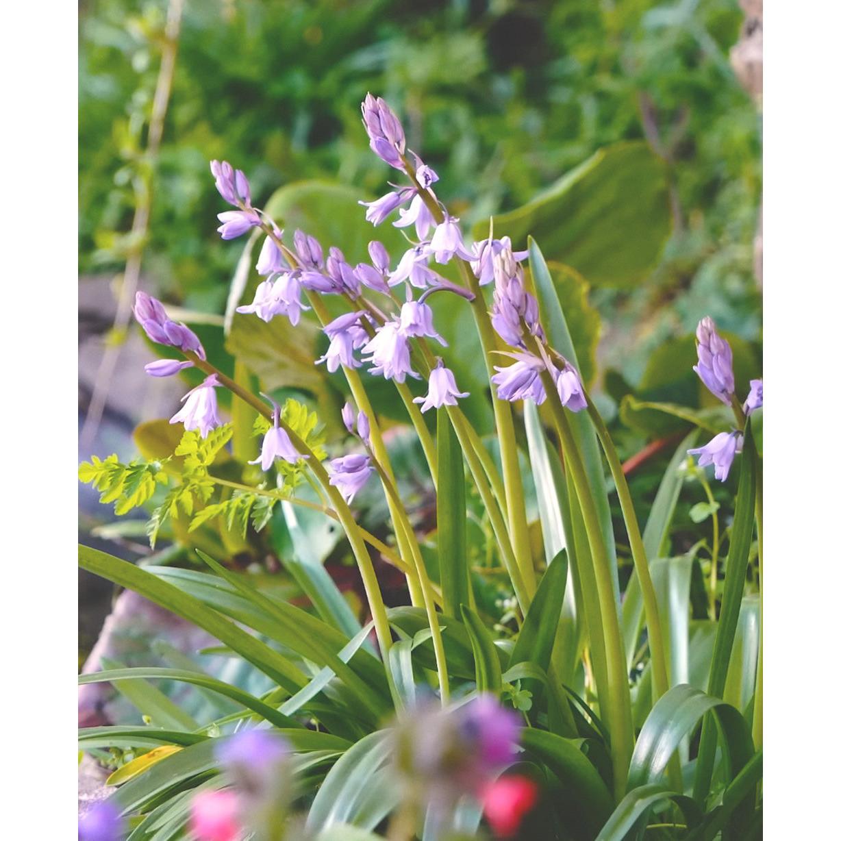 Rosabella Spanish Bluebells - 25 bulbs