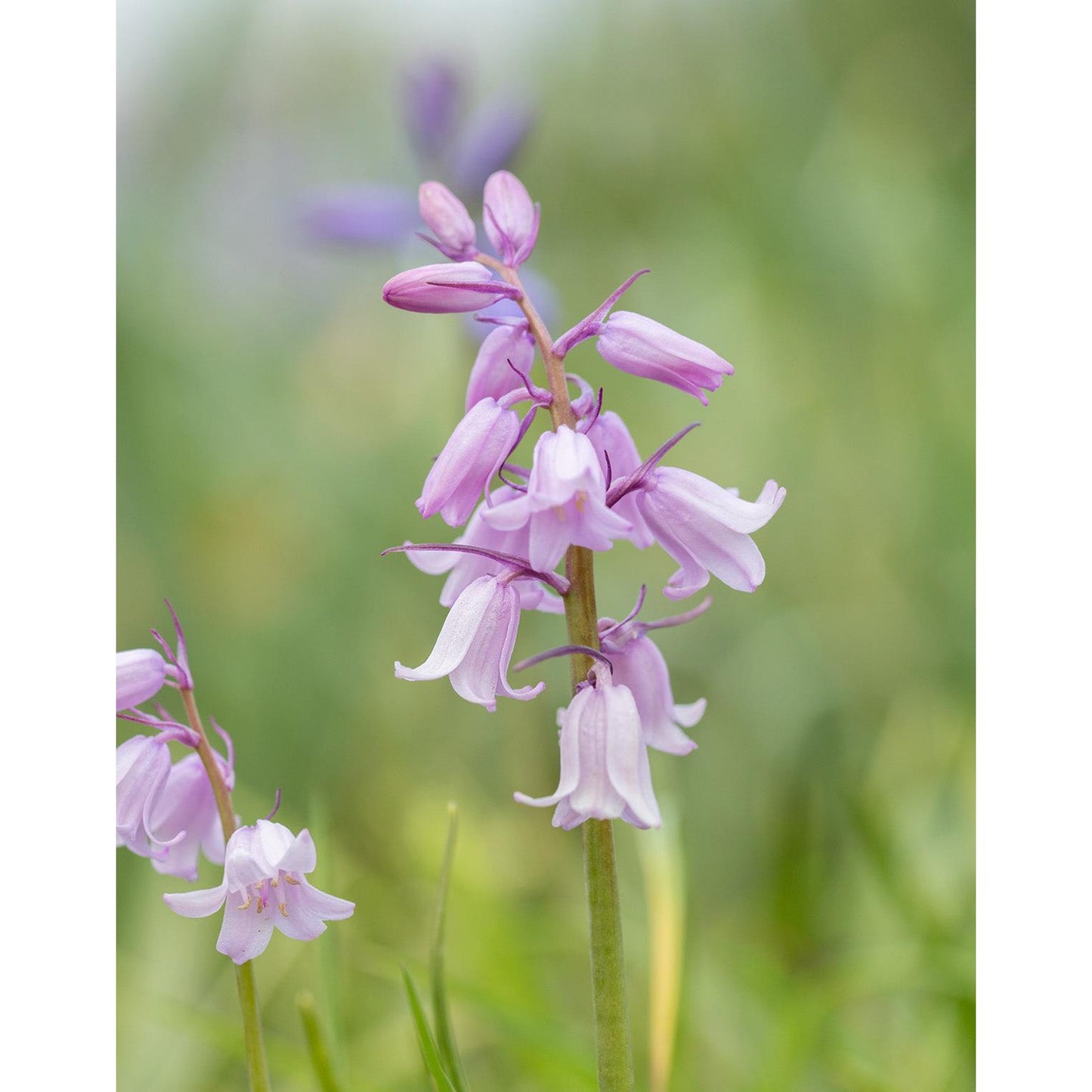 Rosabella Spanish Bluebells - 25 bulbs