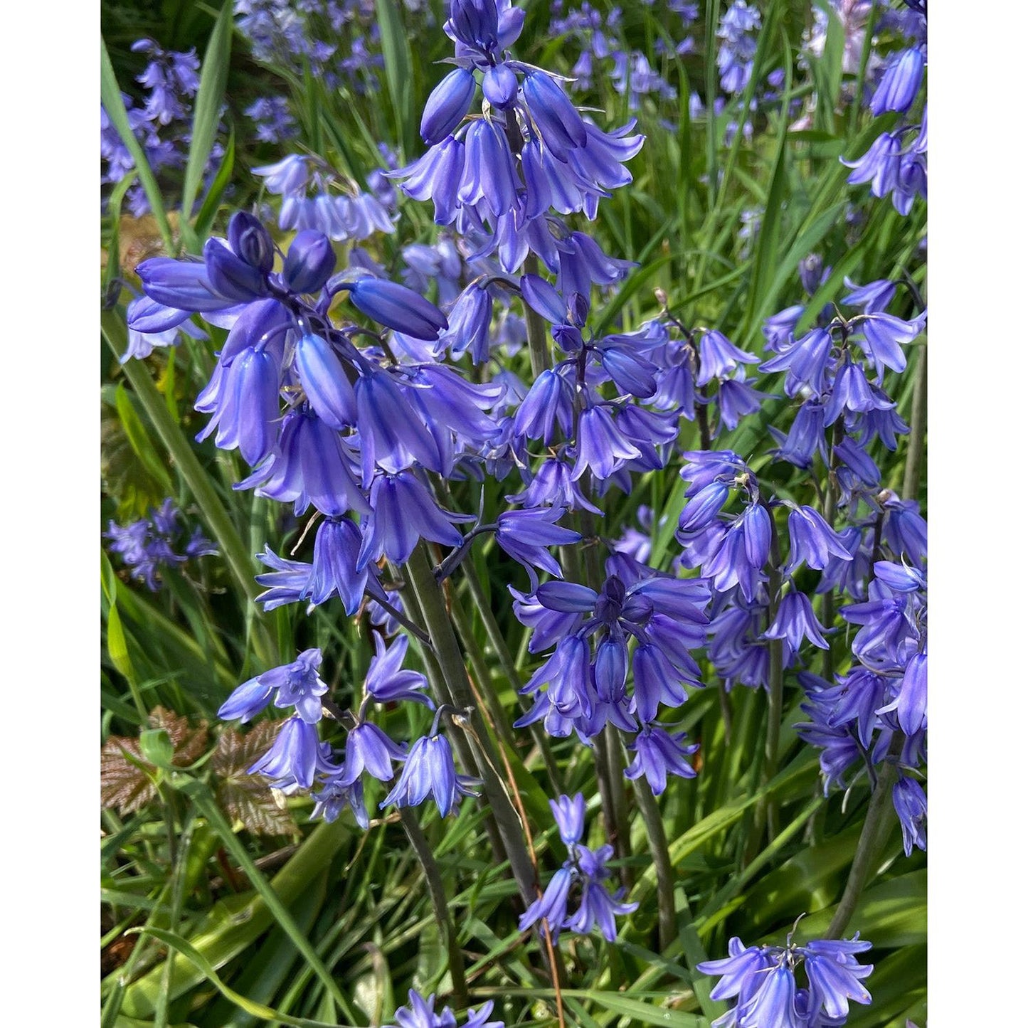 Blue Spanish Bluebells - 25 bulbs
