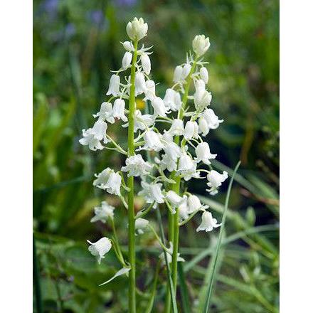 White City Spanish Bluebells - 25 bulbs