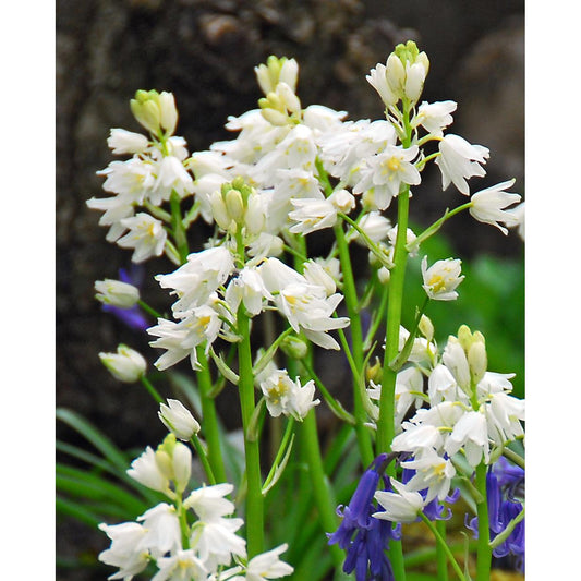 White City Spanish Bluebells - 25 bulbs