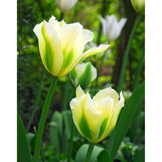 Spring Green Viridiflora Tulip - 10 bulbs