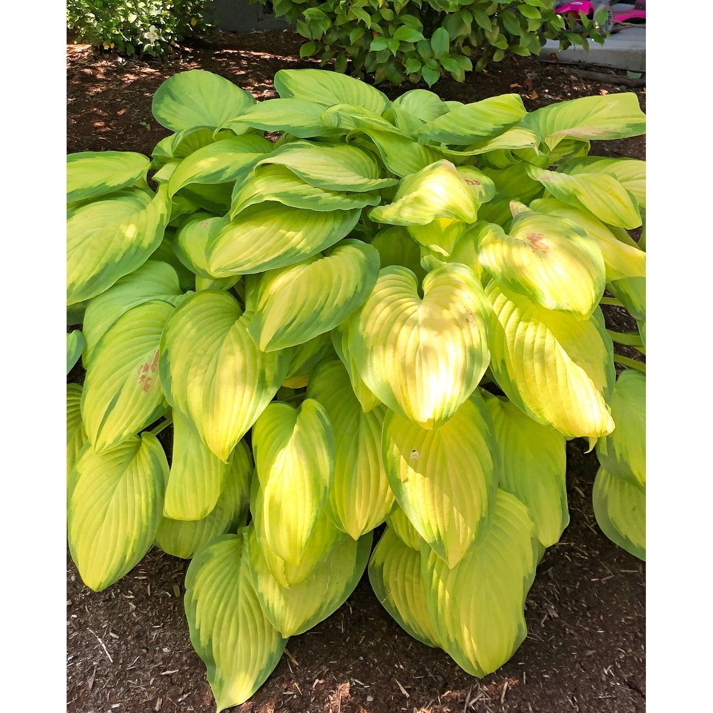Stained Glass Hosta - 3 root divisions