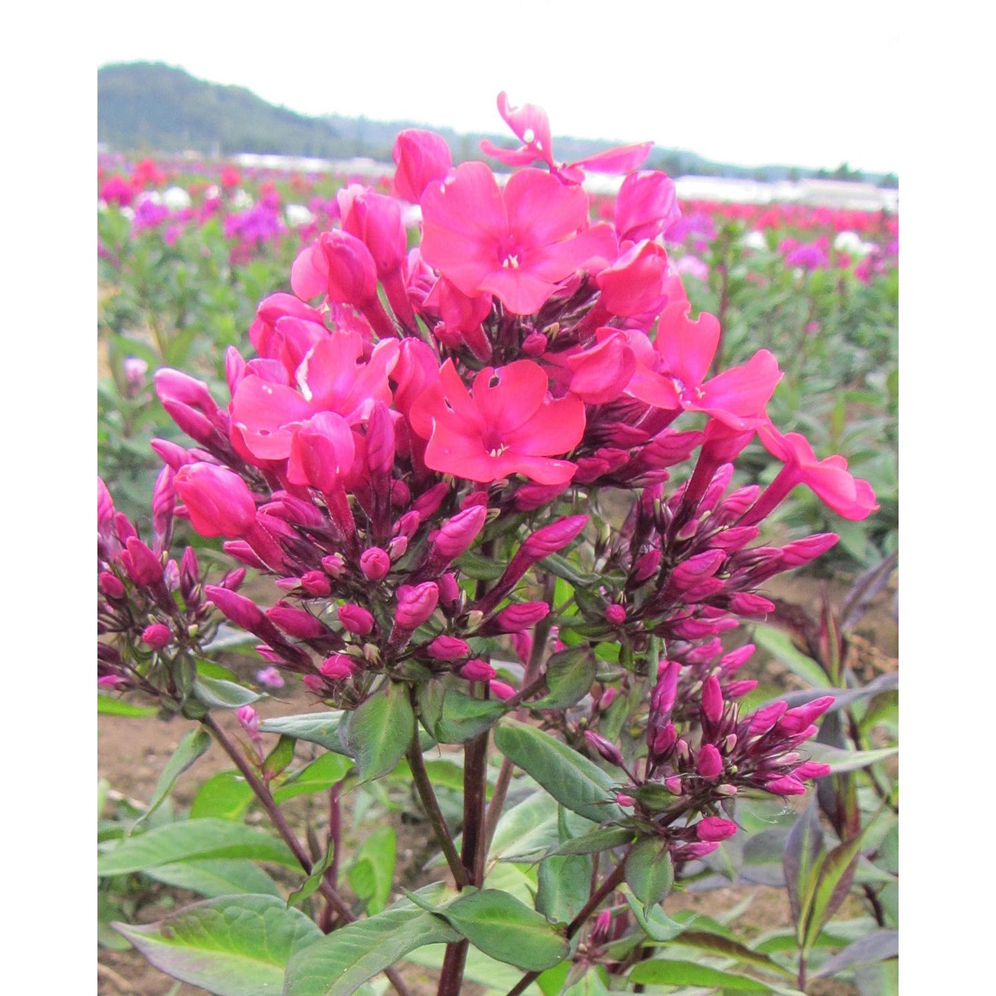 Starfire Tall Summer Phlox - 3 root divisions