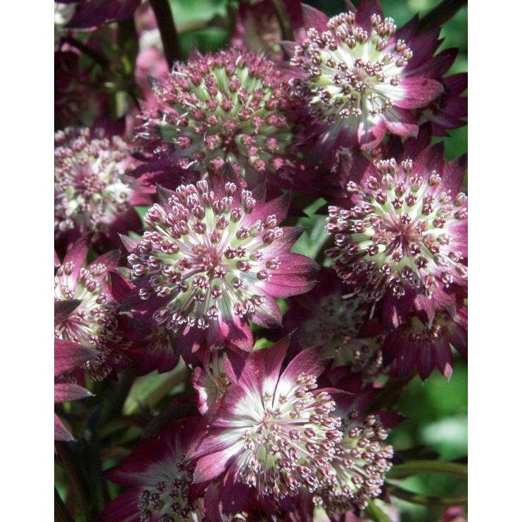 Star of Beauty Astrantia - 3 root divisions