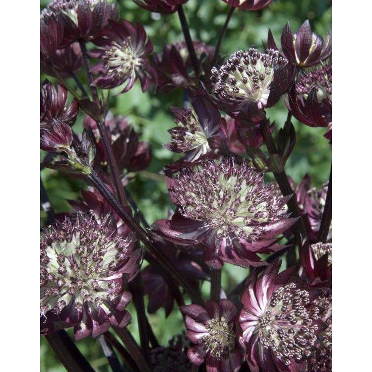 Star of Fire Astrantia - 3 root divisions