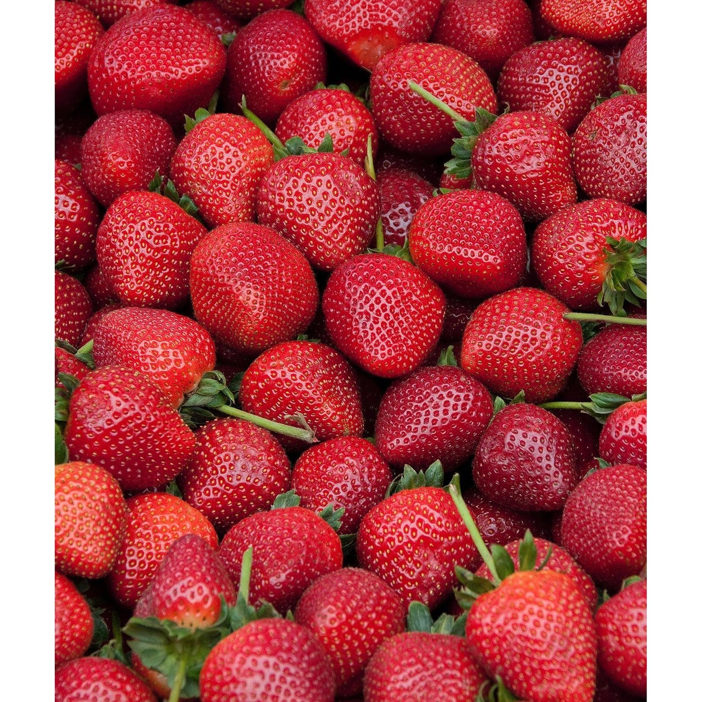 Quinault Everbearer Strawberry - 20 root divisions