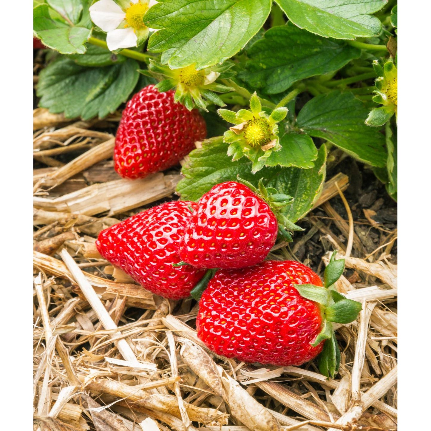 Albion Everbearer Strawberry - 20 root divisions