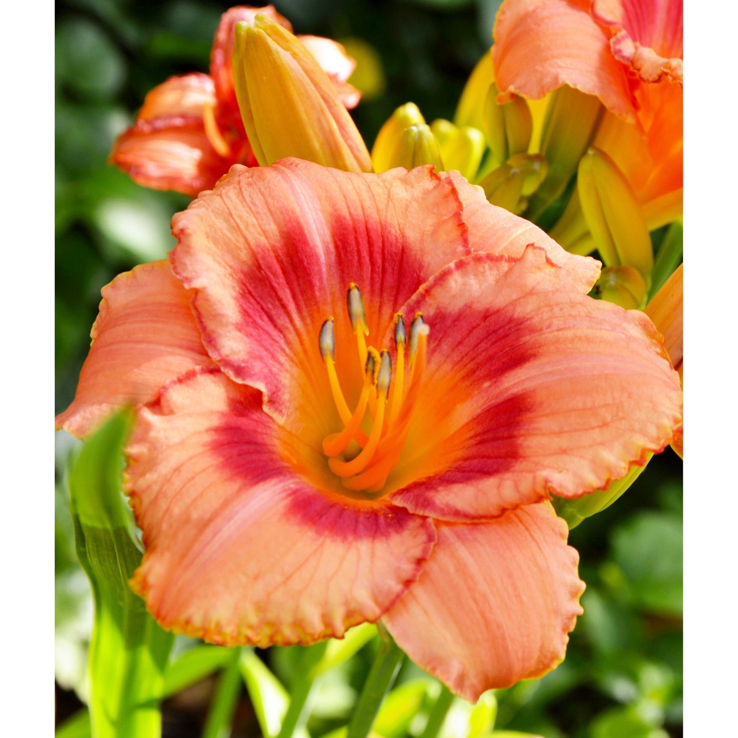 Strawberry Candy Daylilies - 3 root divisions