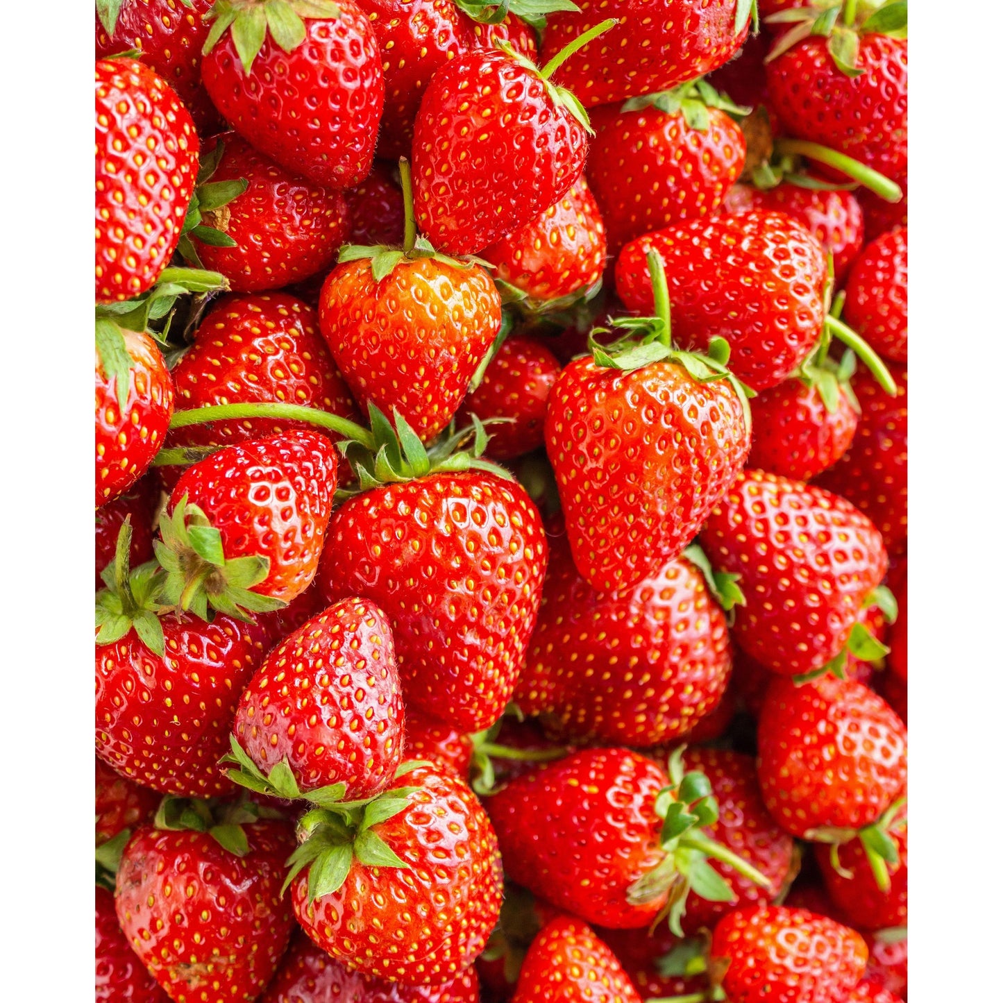 Chandler Junebearer Strawberry - 20 root divisions