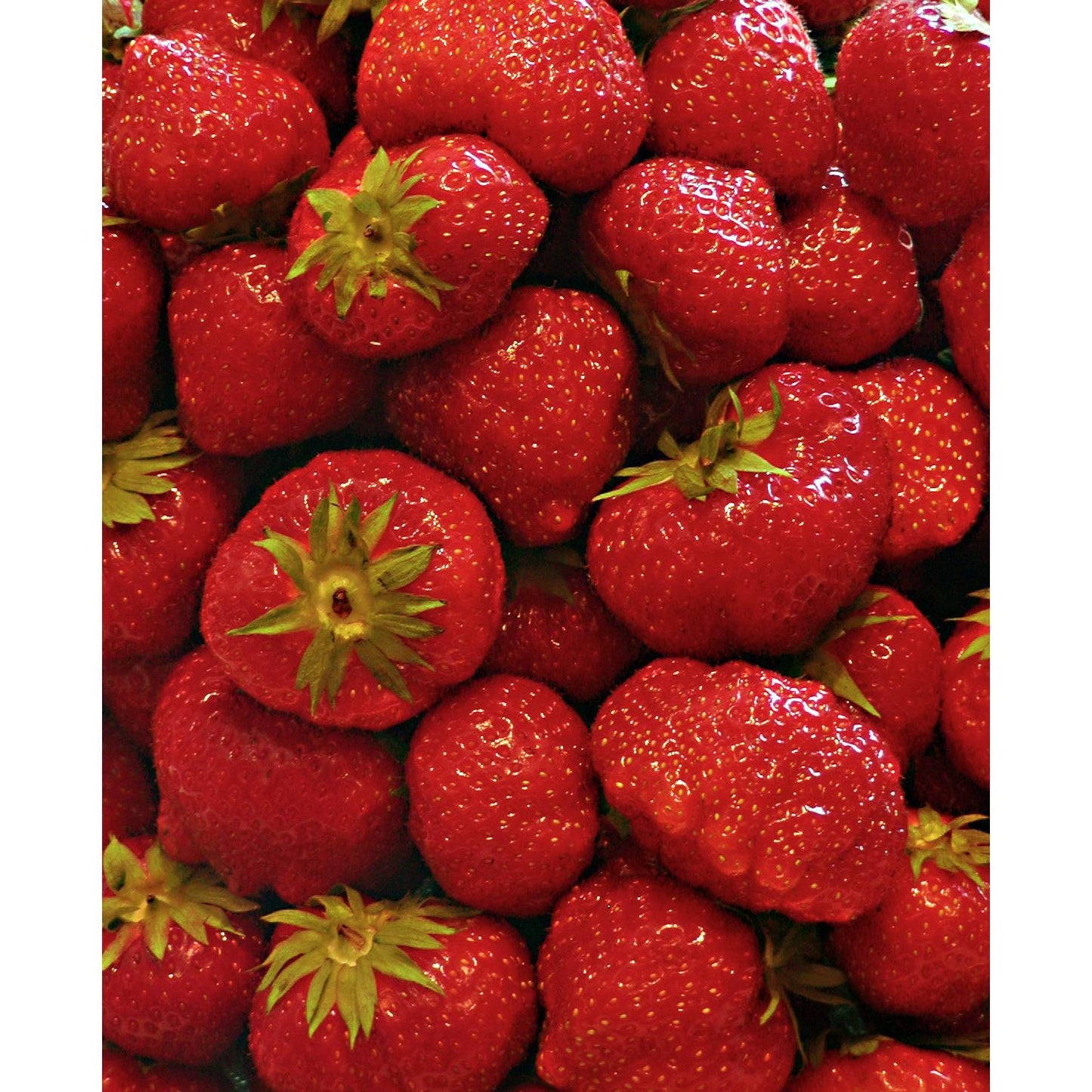 Eversweet Everbearer Strawberry - 20 root divisions
