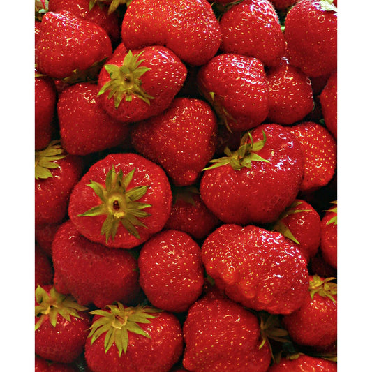 Eversweet Everbearer Strawberry - 20 root divisions