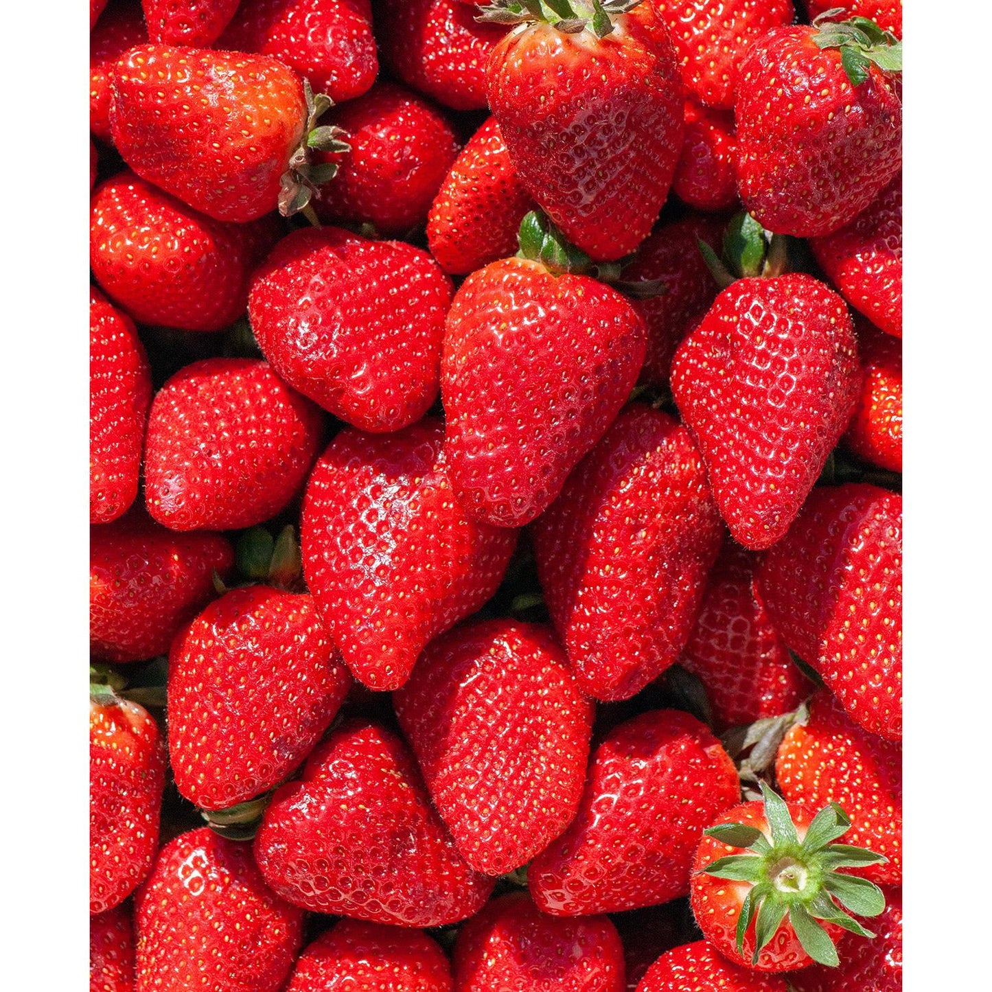 Ft. Laramie Everbearer Strawberry - 20 root divisions
