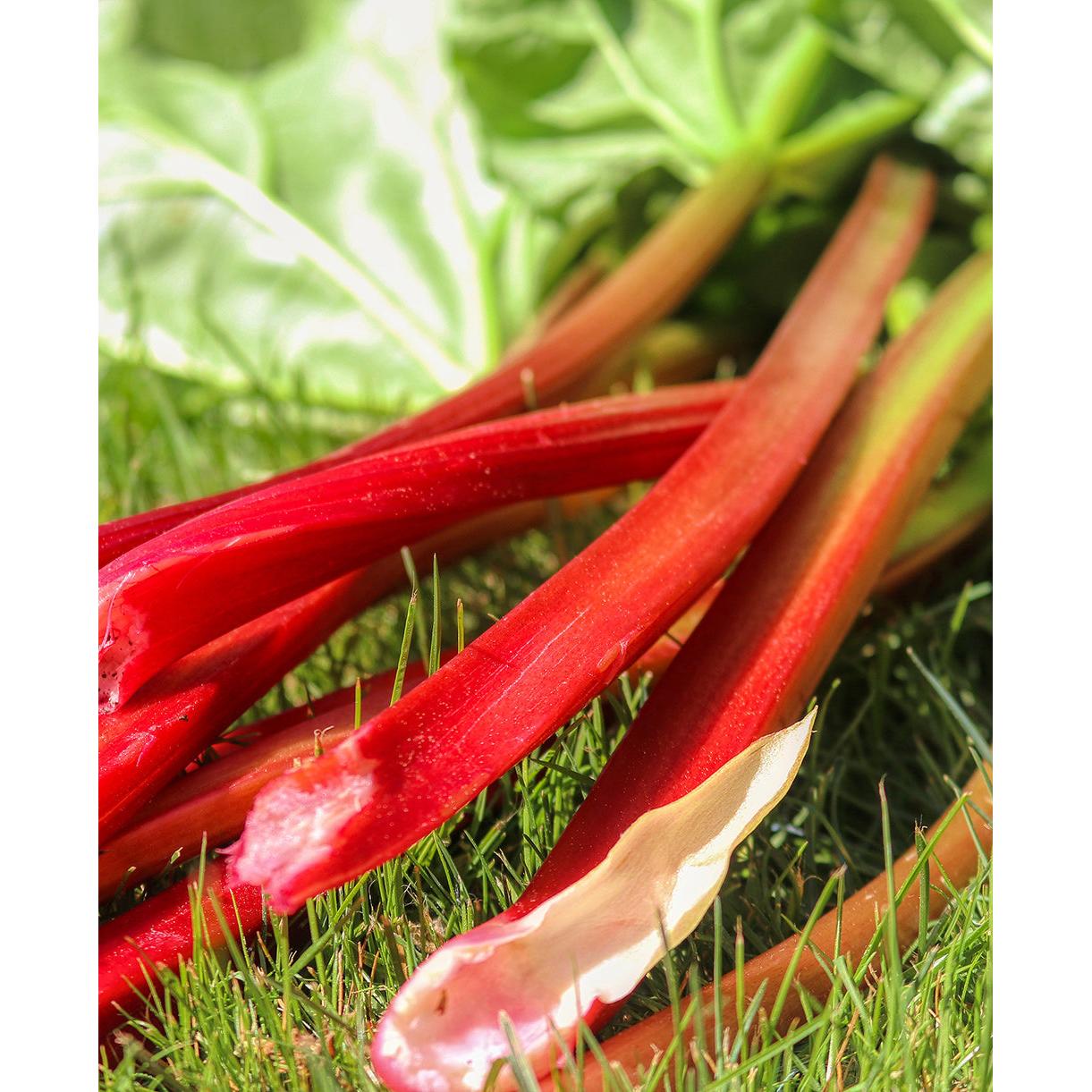 Strawberry Red Rhubarb Crowns - 1 root division