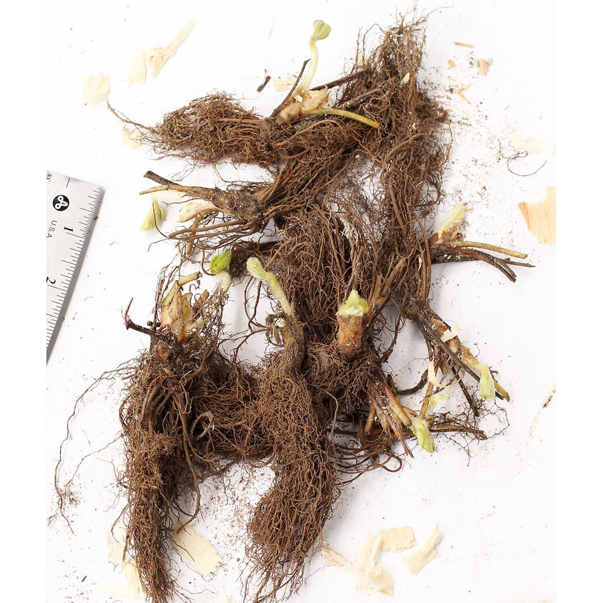 Chandler Junebearer Strawberry - 20 root divisions