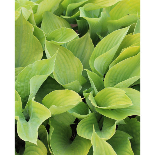 Sum & Substance Large Leaved Hosta - 3 root divisions