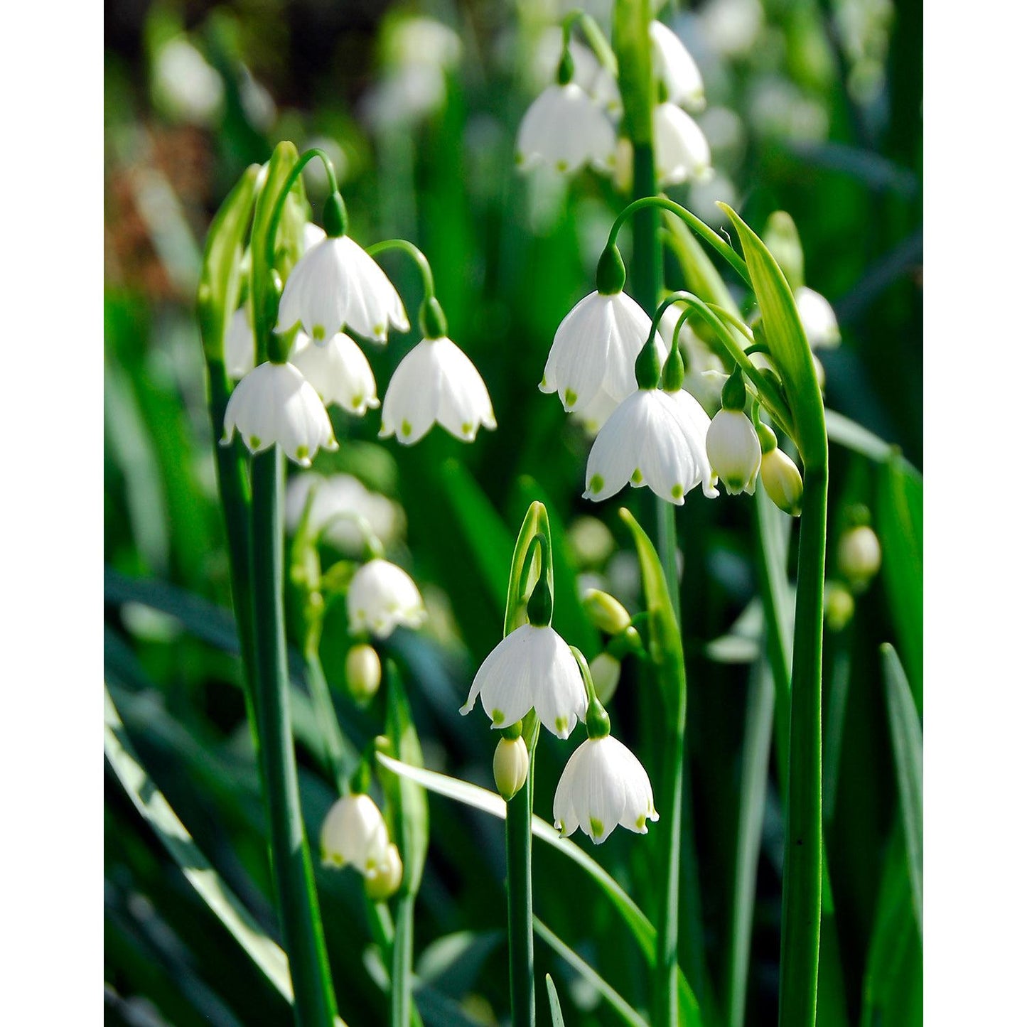 Summer Snowflake Leucojum - 25 bulbs
