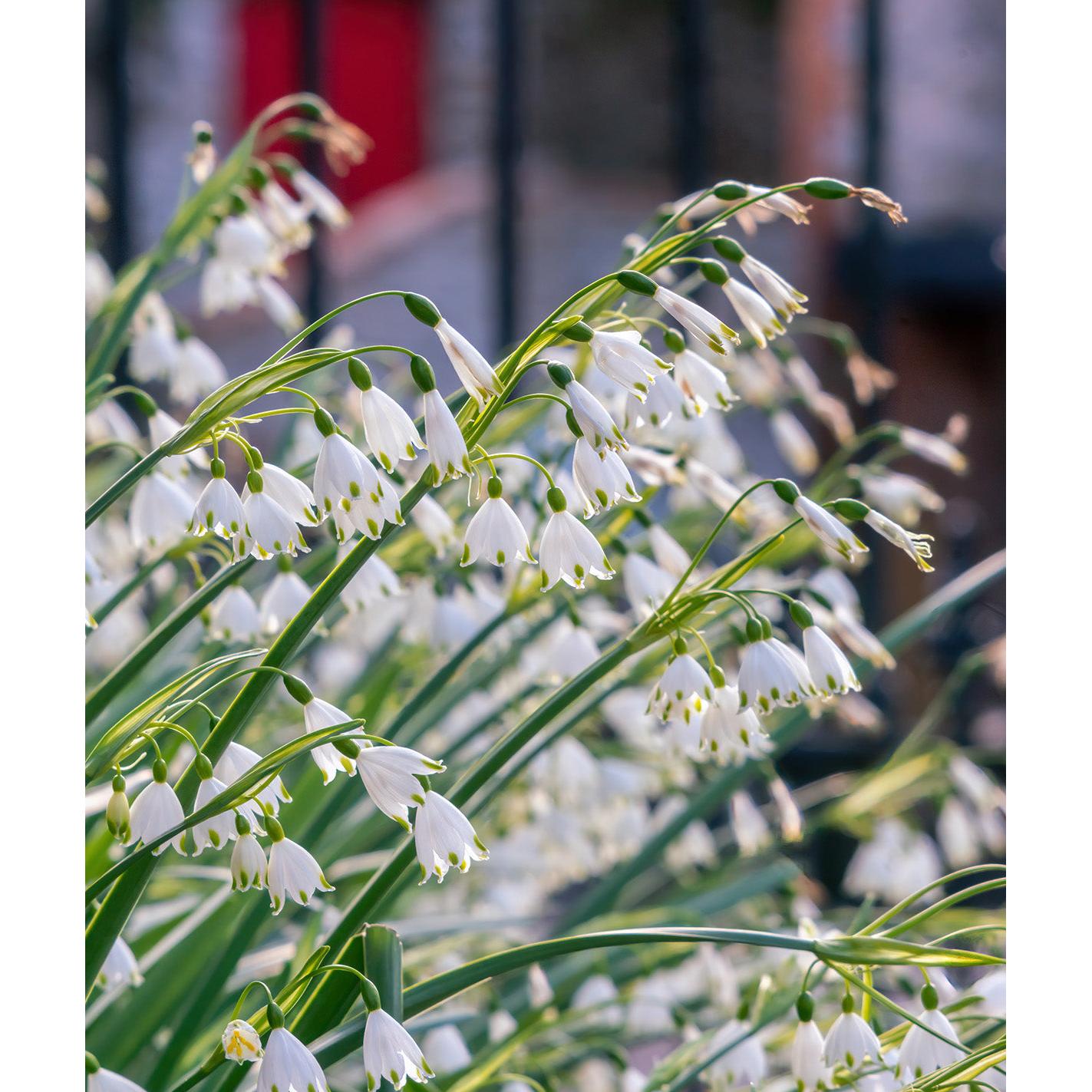 Summer Snowflake Leucojum - 25 bulbs