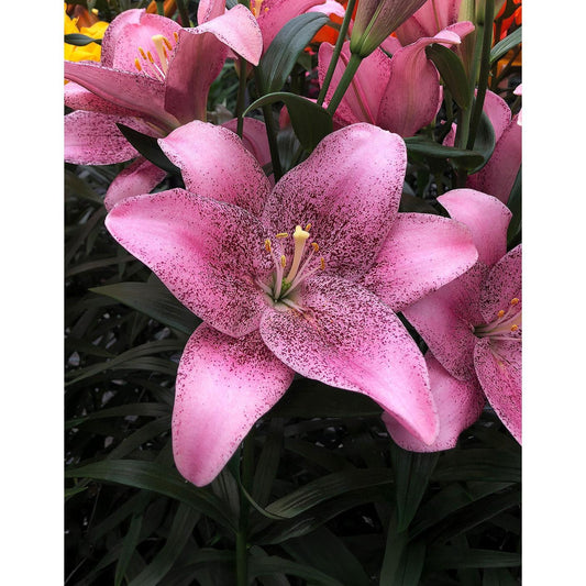 Sweet Sugar LA Hybrid Lily - 5 bulbs