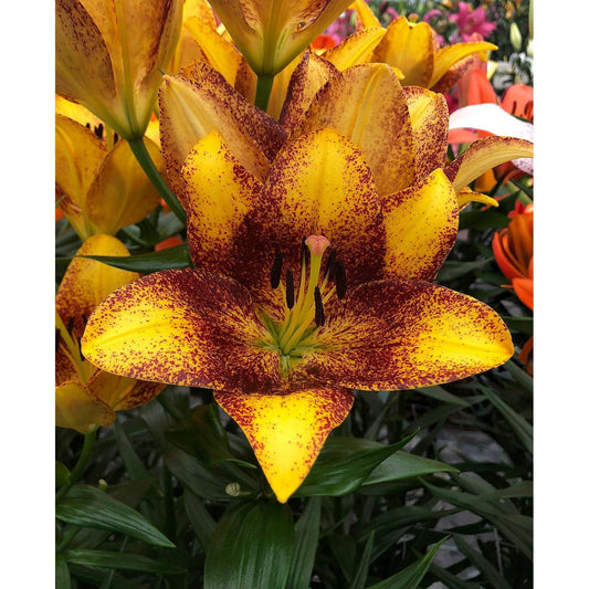 Sweet Valley LA Hybrid Lily - 5 bulbs