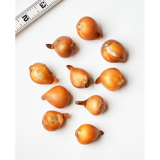 Tarda Species Tulip - 10 bulbs