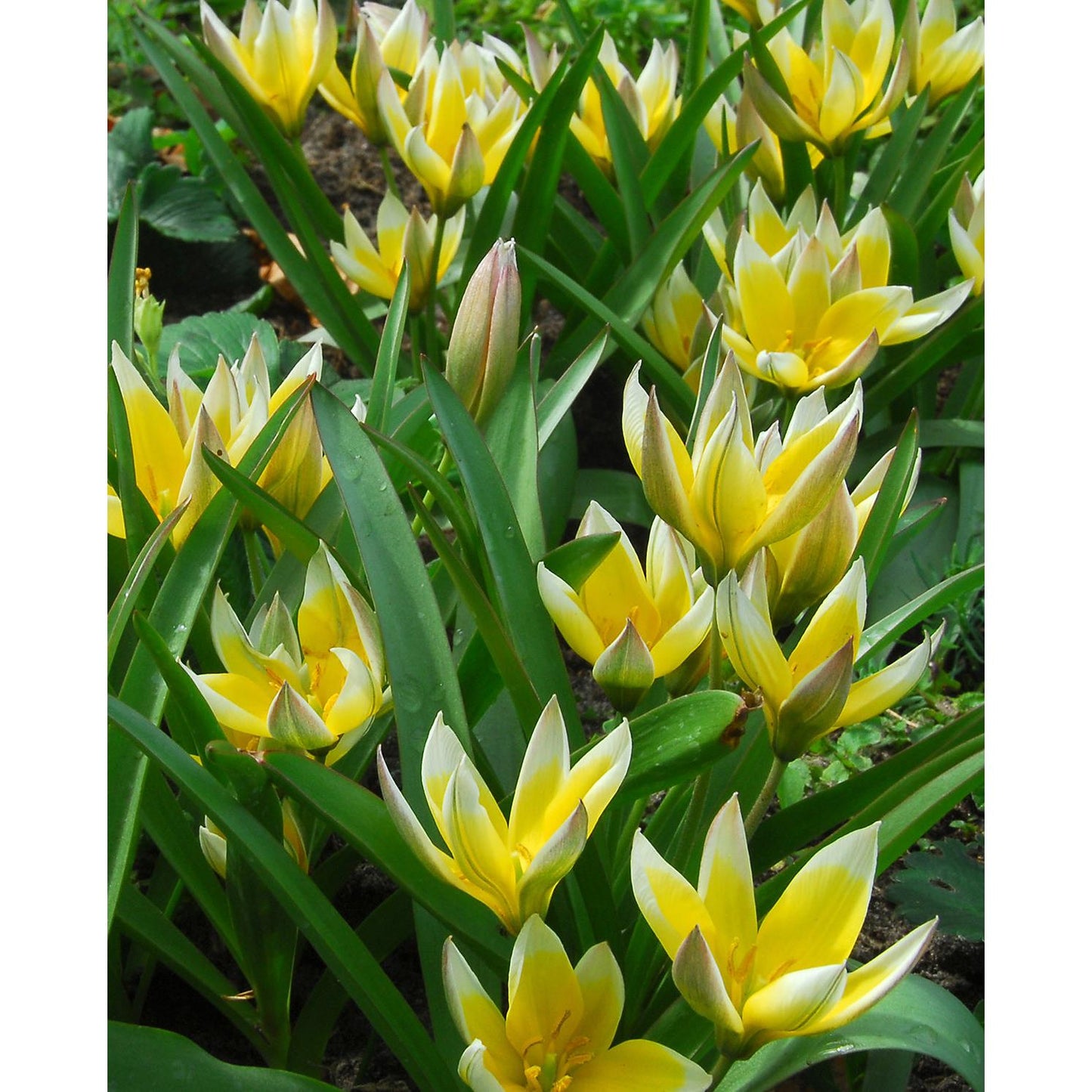 Tarda Species Tulip - 10 bulbs
