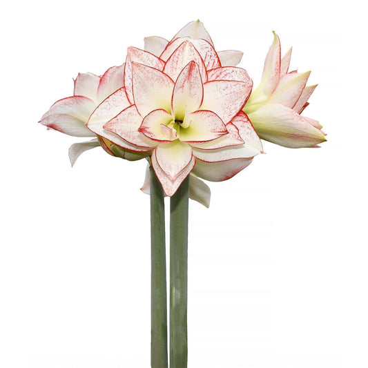 Tika Star Amaryllis - 28-32 cm bulb