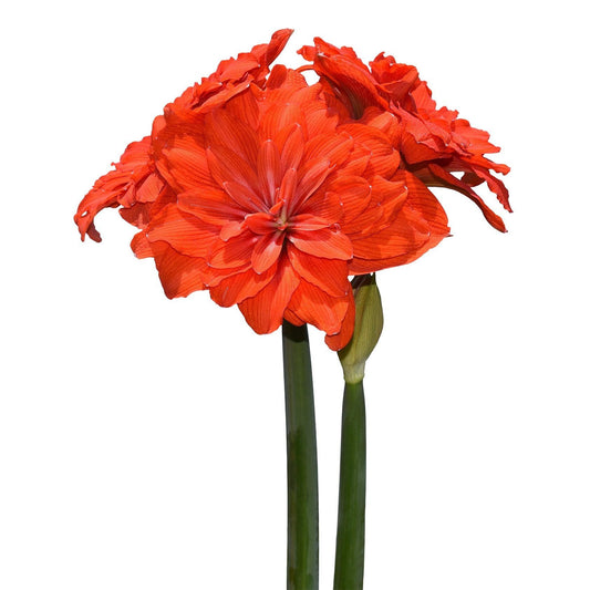 Tika Flamenco Amaryllis - 28-32 cm bulb