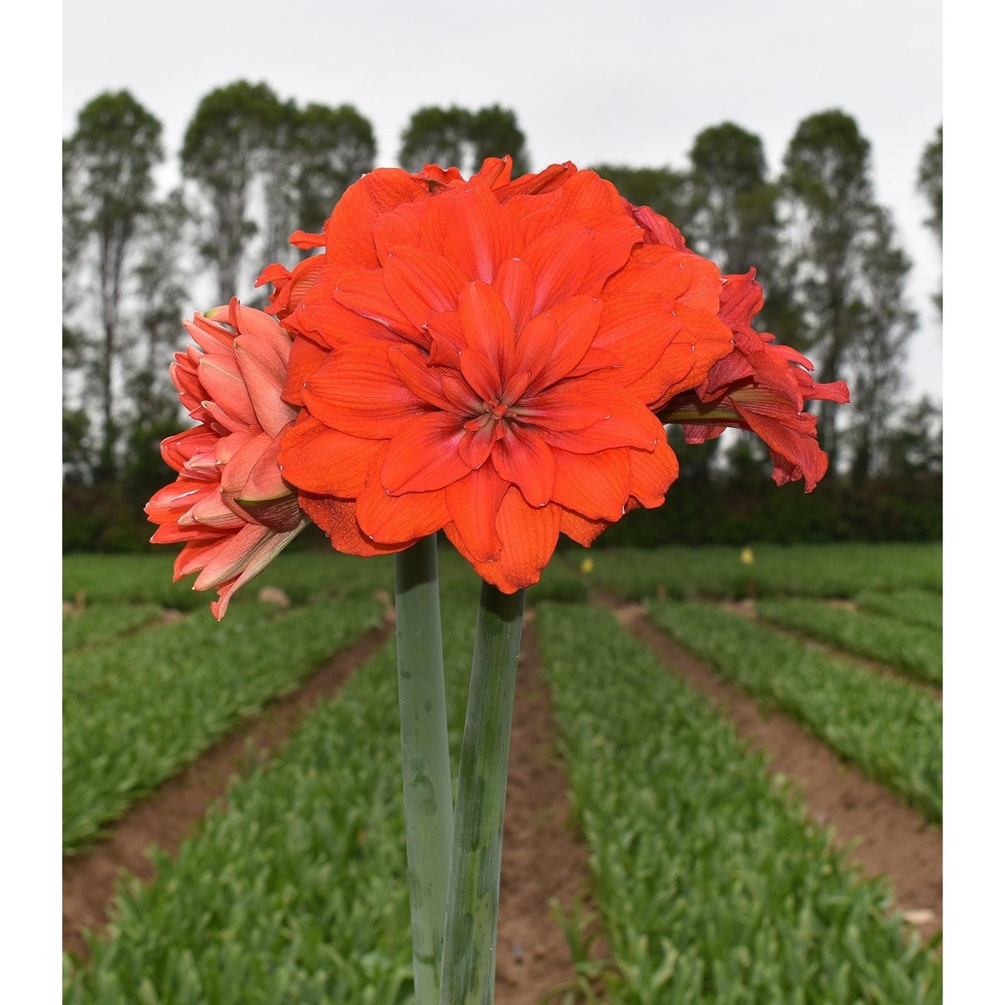 Tika Flamenco Amaryllis - 28-32 cm bulb