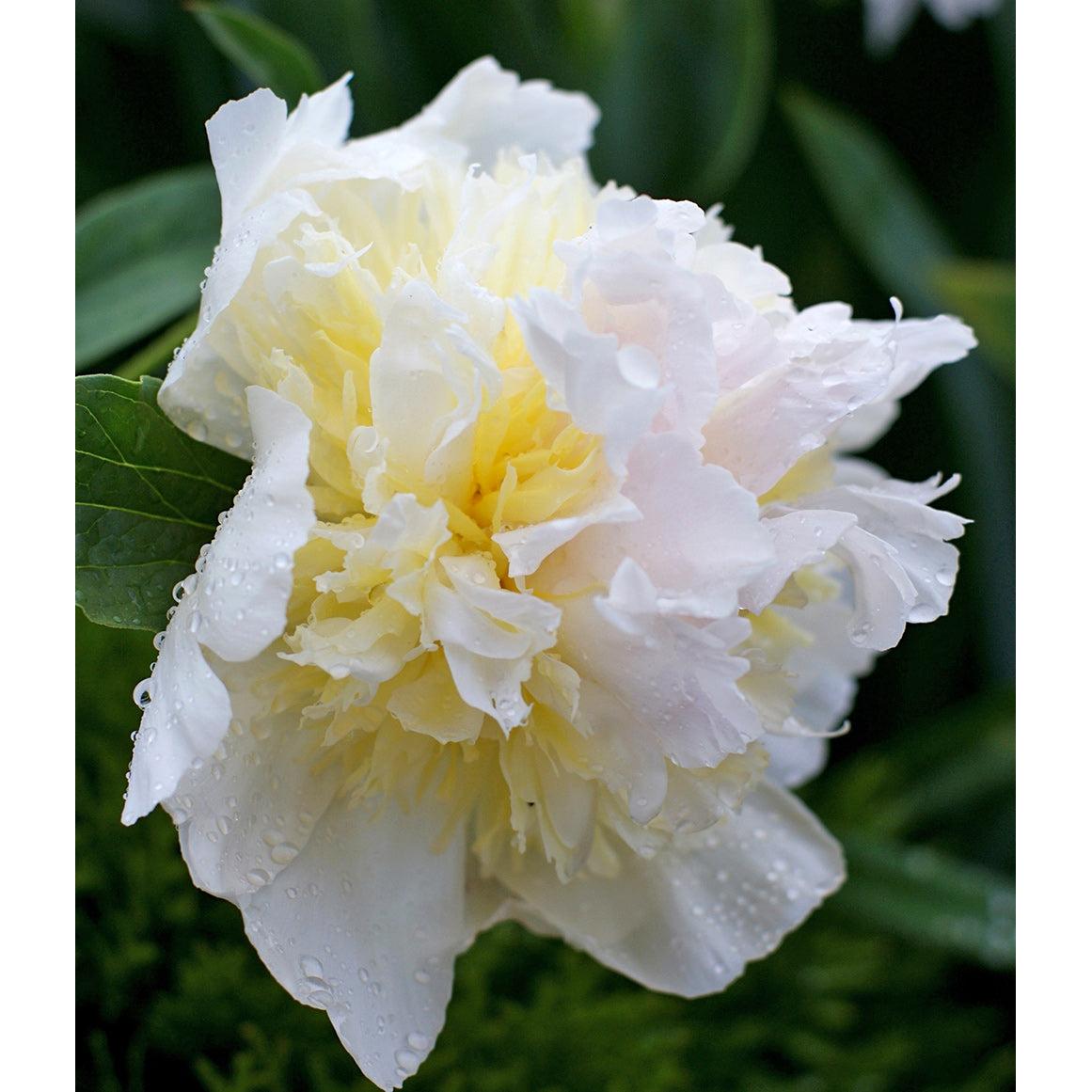 Top Brass Peony - 1 root division