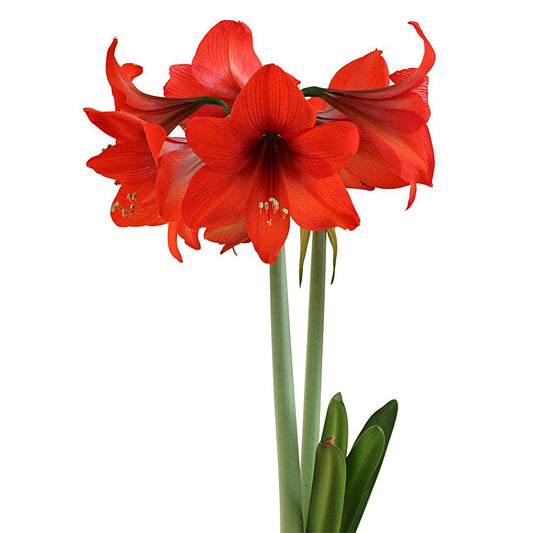 Top Choice® Sonata Amaryllis - 14-18 cm bulb