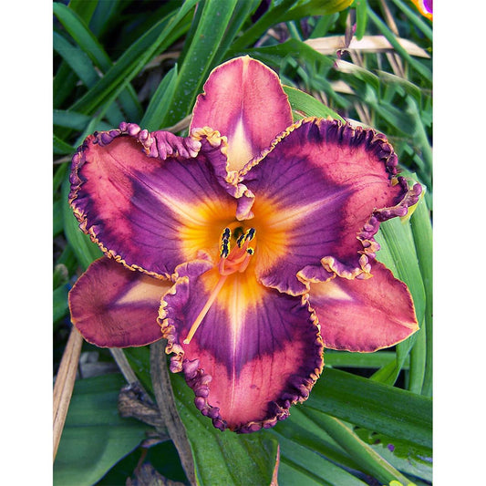 Total Spectrum Daylily - 1 Single Fan Division