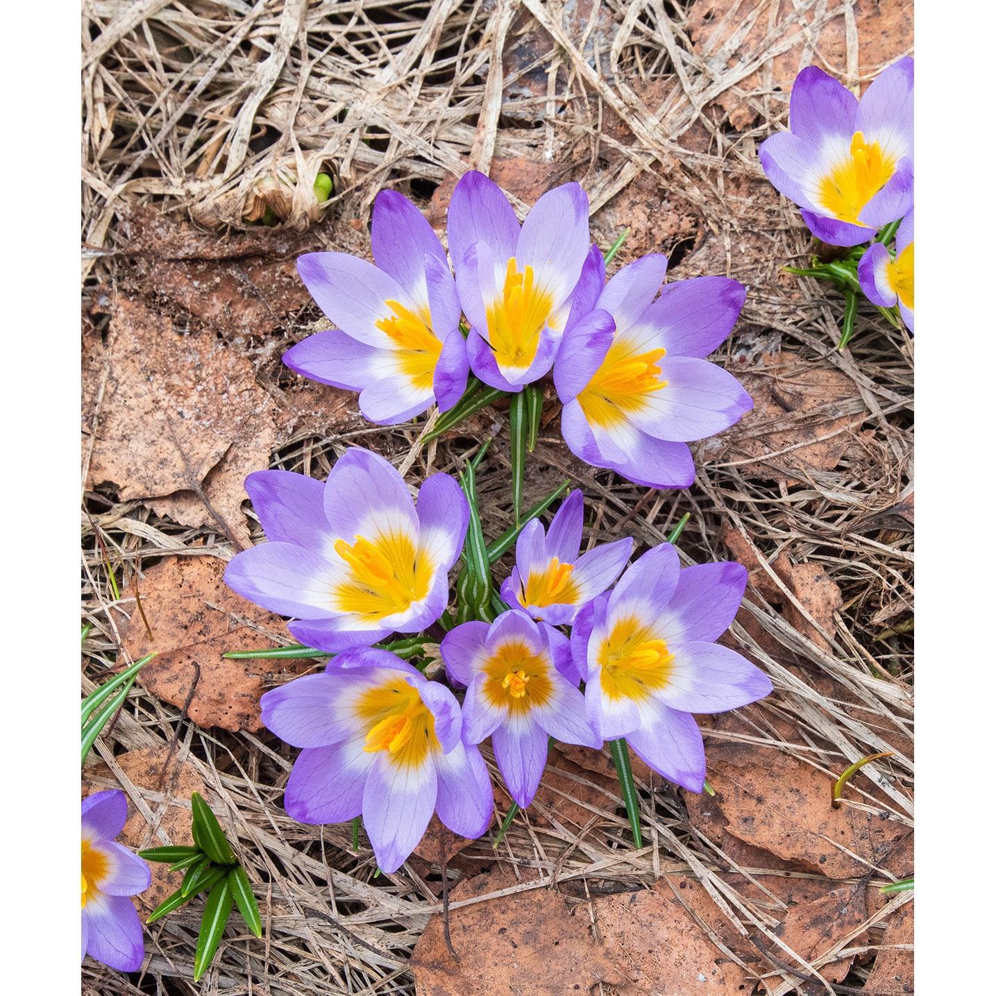 Tri-Color Species Crocus - 10 bulbs