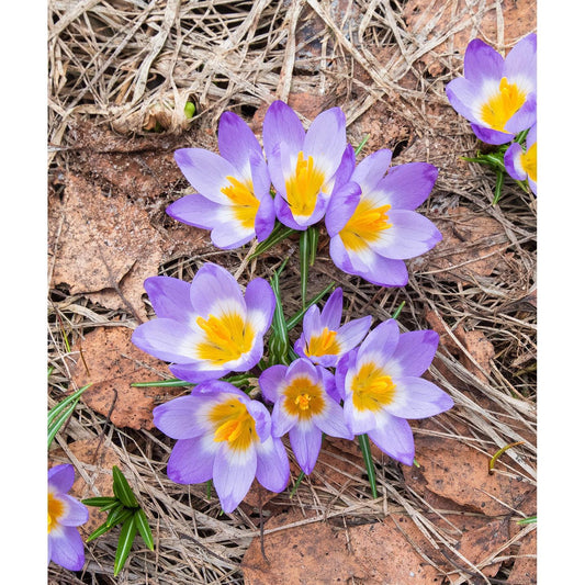 Tri-Color Species Crocus - 10 bulbs