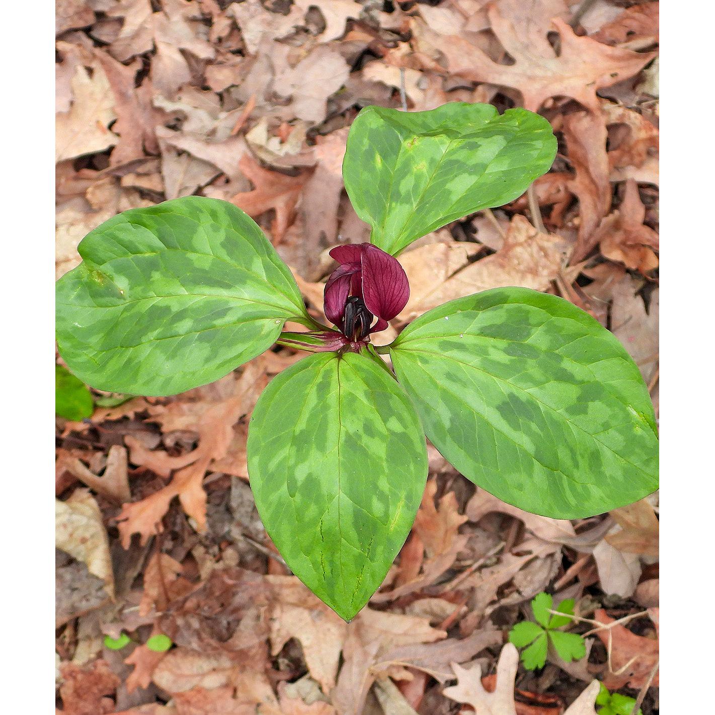 Purple Prairie Trillium (Wood Lily) - 5 Root Divisions