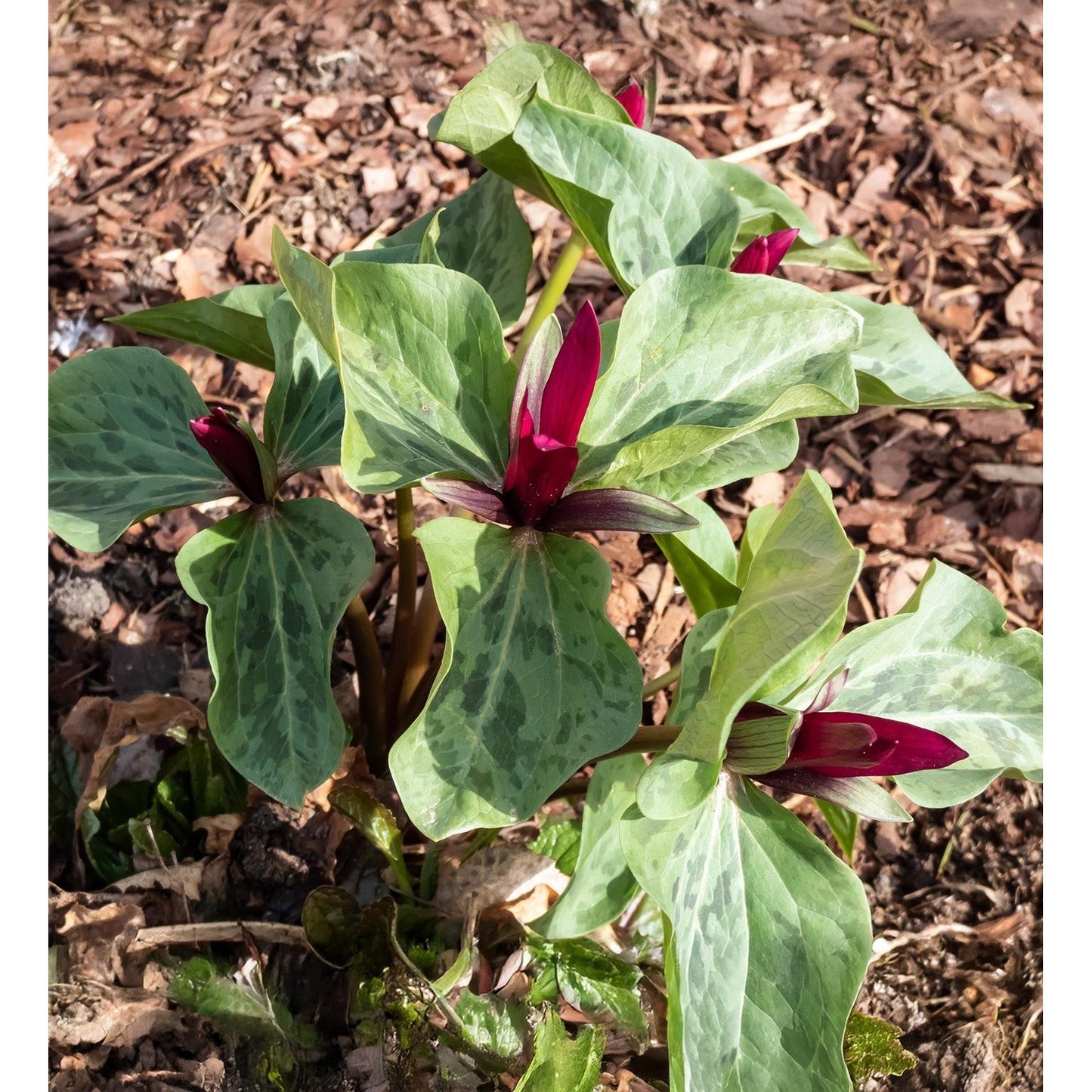 Red Toad Trillium (Wood Lily) - 5 Root Divisions