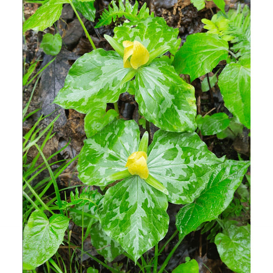 Yellow Trillium (Wood Lily) - 5 Root Divisions