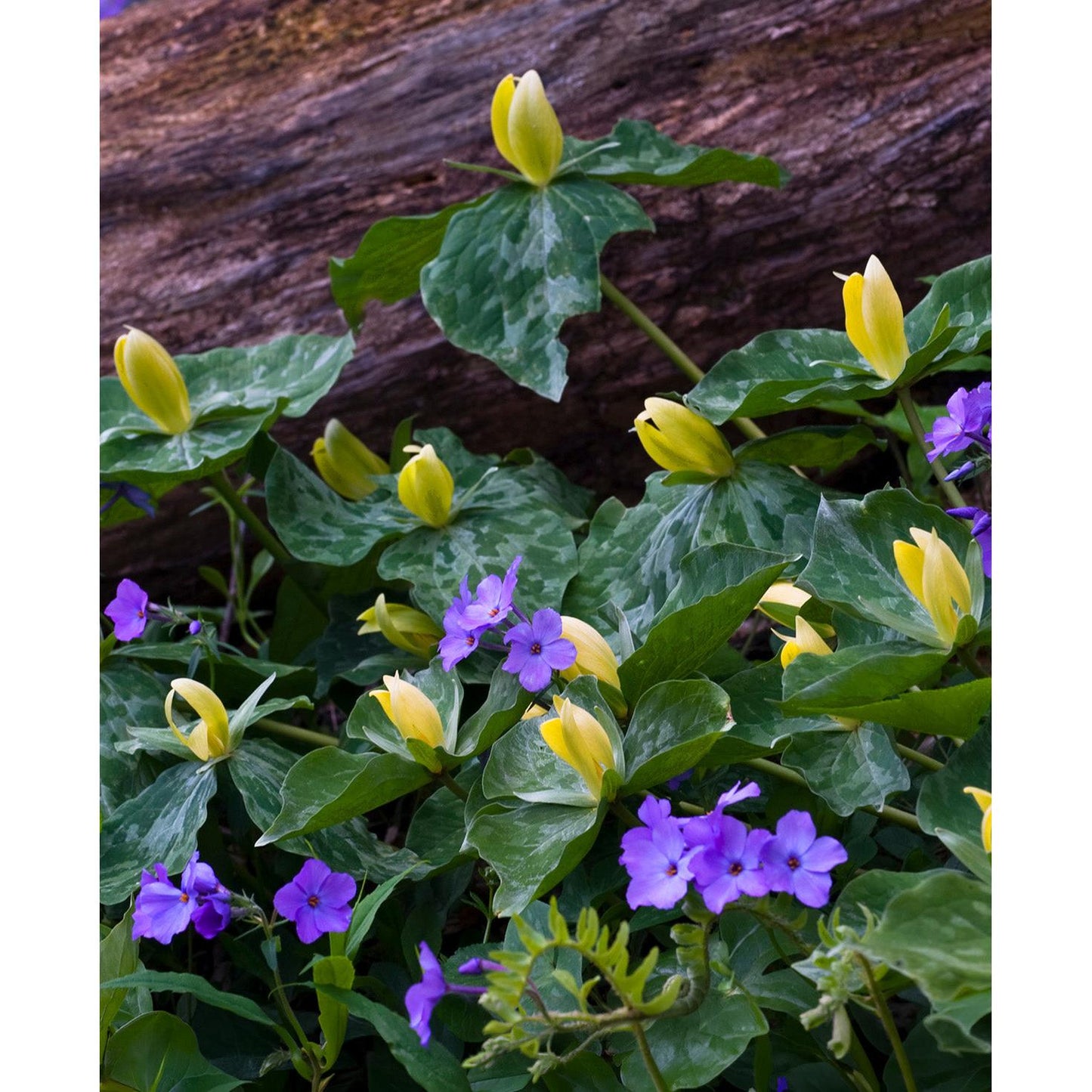 Yellow Trillium (Wood Lily) - 5 Root Divisions