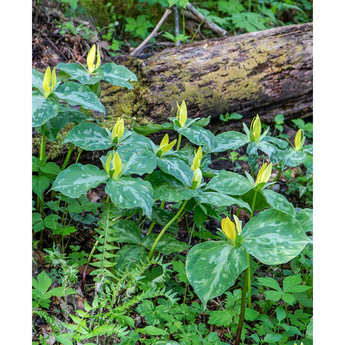 Yellow Trillium (Wood Lily) - 5 Root Divisions