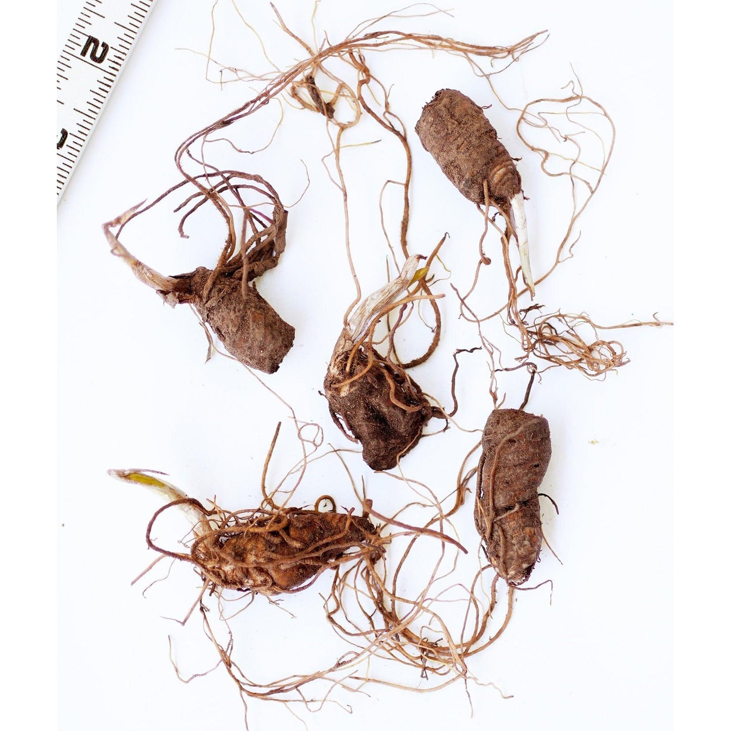 Red Toad Trillium (Wood Lily) - 5 Root Divisions