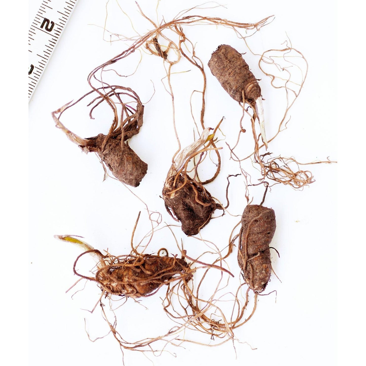 Beige Trillium (Wood Lily) - 5 Root Divisions