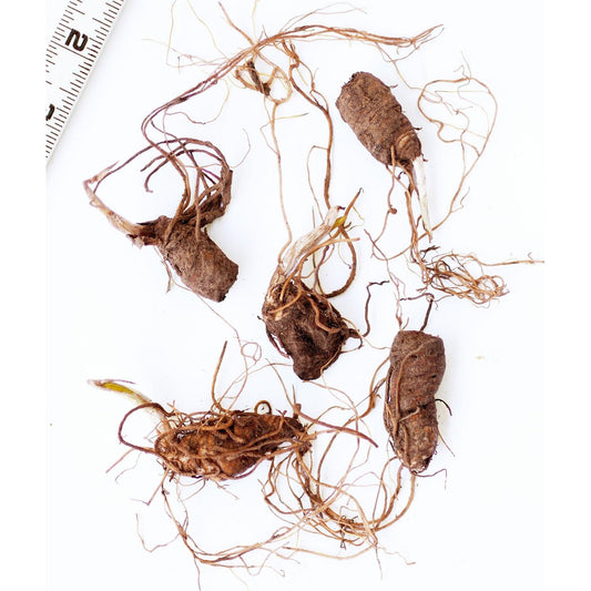 Beige Trillium (Wood Lily) - 5 Root Divisions
