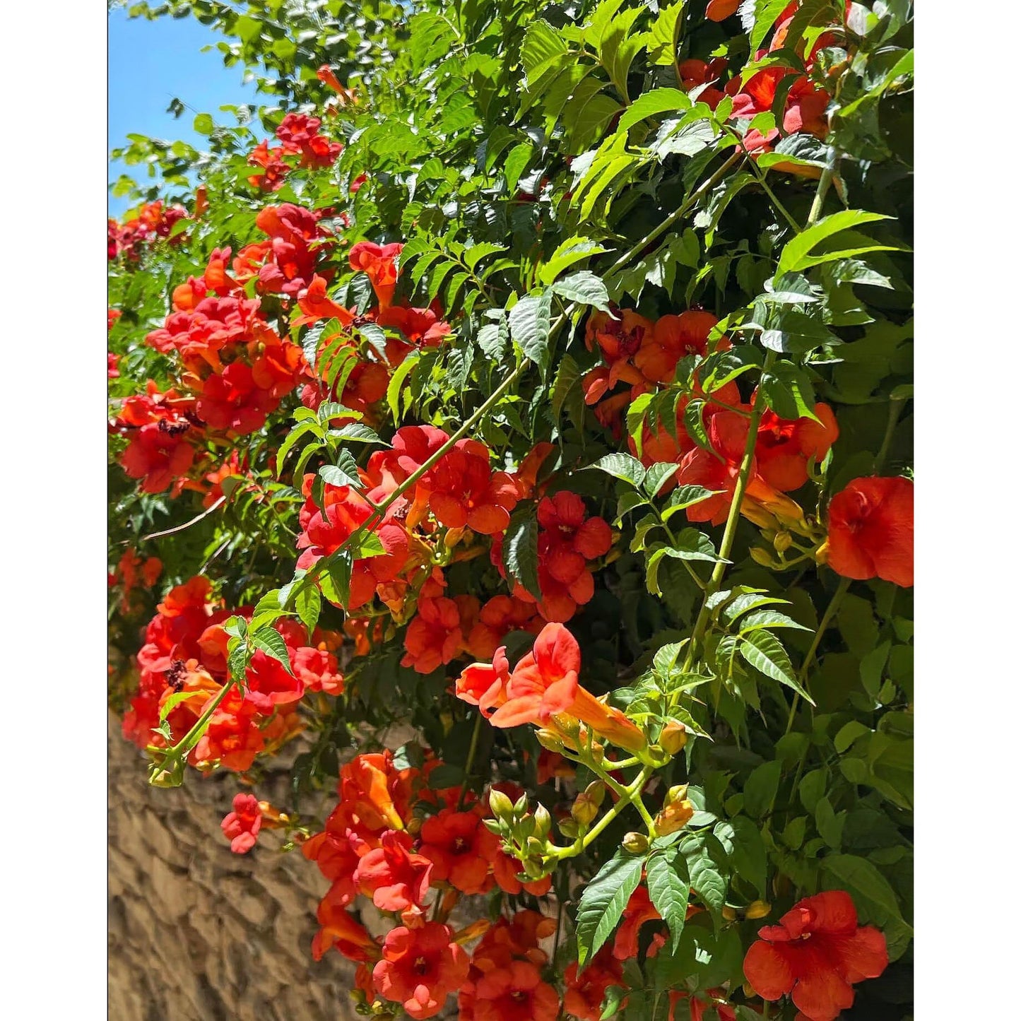 Trumpet Creeper Vine - 5 Root Divisions