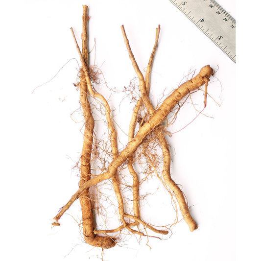 Trumpet Creeper Vine - 5 Root Divisions